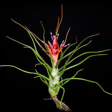 Image result for tillandsia umbellata
