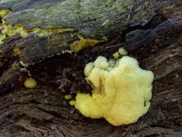 Attēlu rezultāti vaicājumam “Ceratiomyxa porioides”