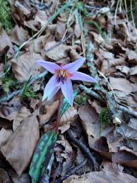 Attēlu rezultāti vaicājumam “Erythronium sibiricum”