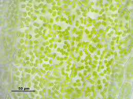 Attēlu rezultāti vaicājumam “Blasia pusilla”