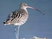 Attēlu rezultāti vaicājumam “Numenius arquata adult”