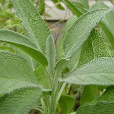 Attēlu rezultāti vaicājumam “Salvia officinalis leaf”
