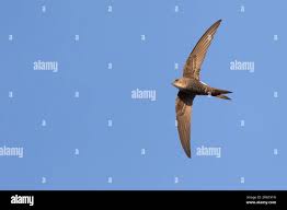 Image result for Apus pacificus