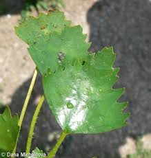 Attēlu rezultāti vaicājumam “Trapa natans leaf”