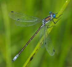 Attēlu rezultāti vaicājumam “Lestes dryas female”