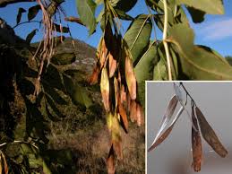 Attēlu rezultāti vaicājumam “Fraxinus excelsior fruit”