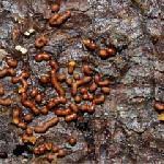 Attēlu rezultāti vaicājumam “Trichia longipalpis sessile”