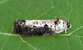 Attēlu rezultāti vaicājumam “Hedya salicella”