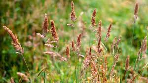 Attēlu rezultāti vaicājumam “Festuca rubra subsp. rubra”