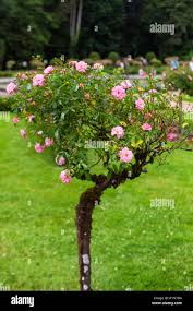 Image result for Rosa canina