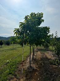 Attēlu rezultāti vaicājumam “Catalpa”