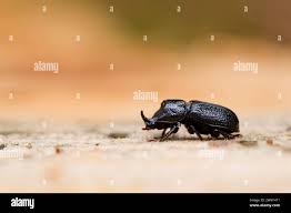 Attēlu rezultāti vaicājumam “Sinodendron cylindricum male”