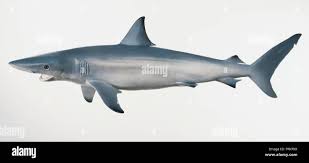 Image result for Carcharhinus brevipinna