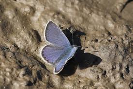 Attēlu rezultāti vaicājumam “Plebejus idas”