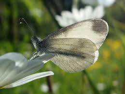 Attēlu rezultāti vaicājumam “Leptidea sinapis”