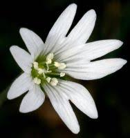 Attēlu rezultāti vaicājumam “Cerastium arvense flower”