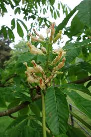 Attēlu rezultāti vaicājumam “Aesculus x hybrida flower”