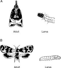 Attēlu rezultāti vaicājumam “Panolis umbra”