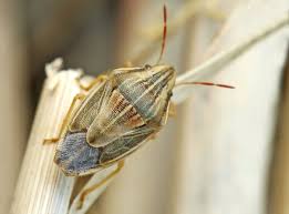 Attēlu rezultāti vaicājumam “Aelia acuminata”