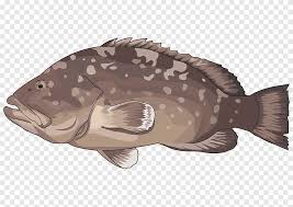 Image result for Epinephelus marginatus