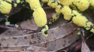 Attēlu rezultāti vaicājumam “Symphytocarpus trechisporus macro”