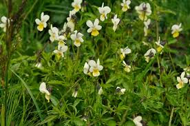 Attēlu rezultāti vaicājumam “Viola arvensis”