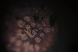 Attēlu rezultāti vaicājumam “Licea pusilla macro”