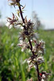 Attēlu rezultāti vaicājumam “Salix repens subsp. rosmarinifolia”