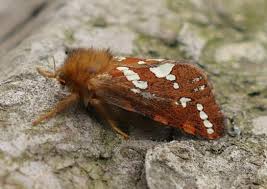 Attēlu rezultāti vaicājumam “Phymatopus hecta”