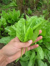 Image result for Sauerampfer