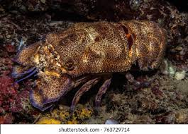 Image result for Scyllarides latus