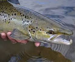 Image result for Salmo pellegrini