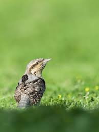 Attēlu rezultāti vaicājumam “Jynx torquilla adult”