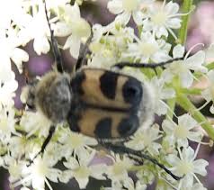 Attēlu rezultāti vaicājumam “Trichius fasciatus imago”