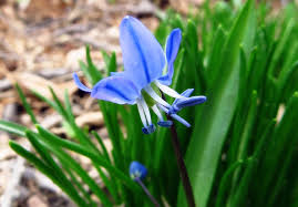 Attēlu rezultāti vaicājumam “Scilla siberica flower”