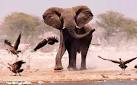 http://www.bbc.co.uk/nature/images/ic/credit/640x395/a/an/animal/animal_1.jpg