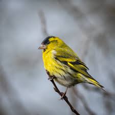 Attēlu rezultāti vaicājumam “Carduelis spinus male”