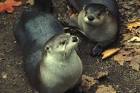 Otter mammals lutra lutra - via Daymix
