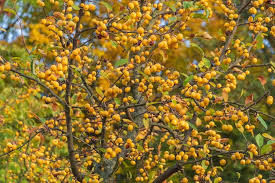 Attēlu rezultāti vaicājumam “Malus prunifolia fruit”