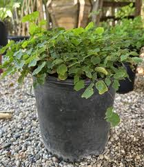 Attēlu rezultāti vaicājumam “Arcyria helvetica stalked”