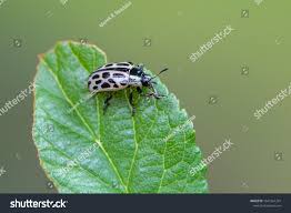 Attēlu rezultāti vaicājumam “Chrysomela vigintipunctata”