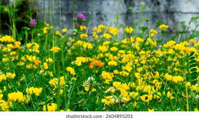 Attēlu rezultāti vaicājumam “Lathyrus pratensis flower”