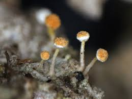 Attēlu rezultāti vaicājumam “Sclerophora coniophaea”