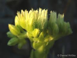Attēlu rezultāti vaicājumam “Jovibarba globifera bud”