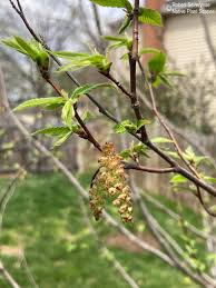 Attēlu rezultāti vaicājumam “Carpinus caroliniana female flower”