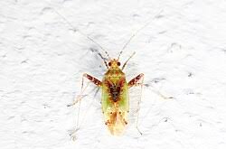 Attēlu rezultāti vaicājumam “Phytocoris varipes”