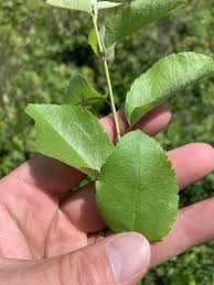 Attēlu rezultāti vaicājumam “Amelanchier spicata”