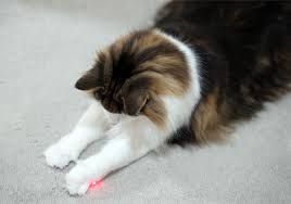 猫次郎o에 대한 이미지 검색결과