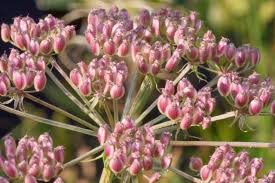 Attēlu rezultāti vaicājumam “Peucedanum palustre leaf”