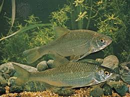 Image result for Rutilus rutilus